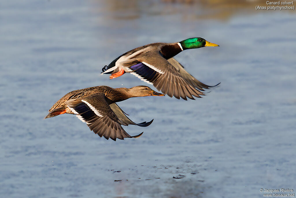 Canard colvertadulte nuptial, Vol