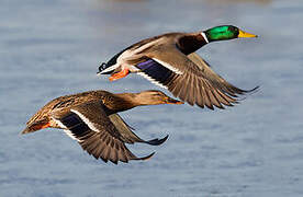 Canard colvert