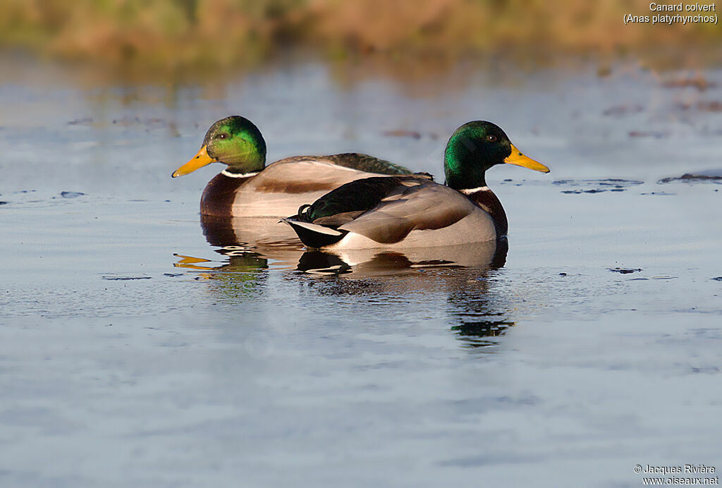 Mallard male adult breeding, identification, swimming