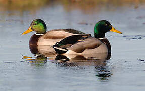 Canard colvert