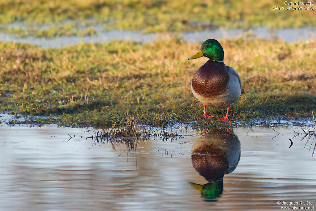 Canard colvert mâle adulte nuptial, identification