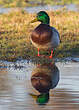 Canard colvert