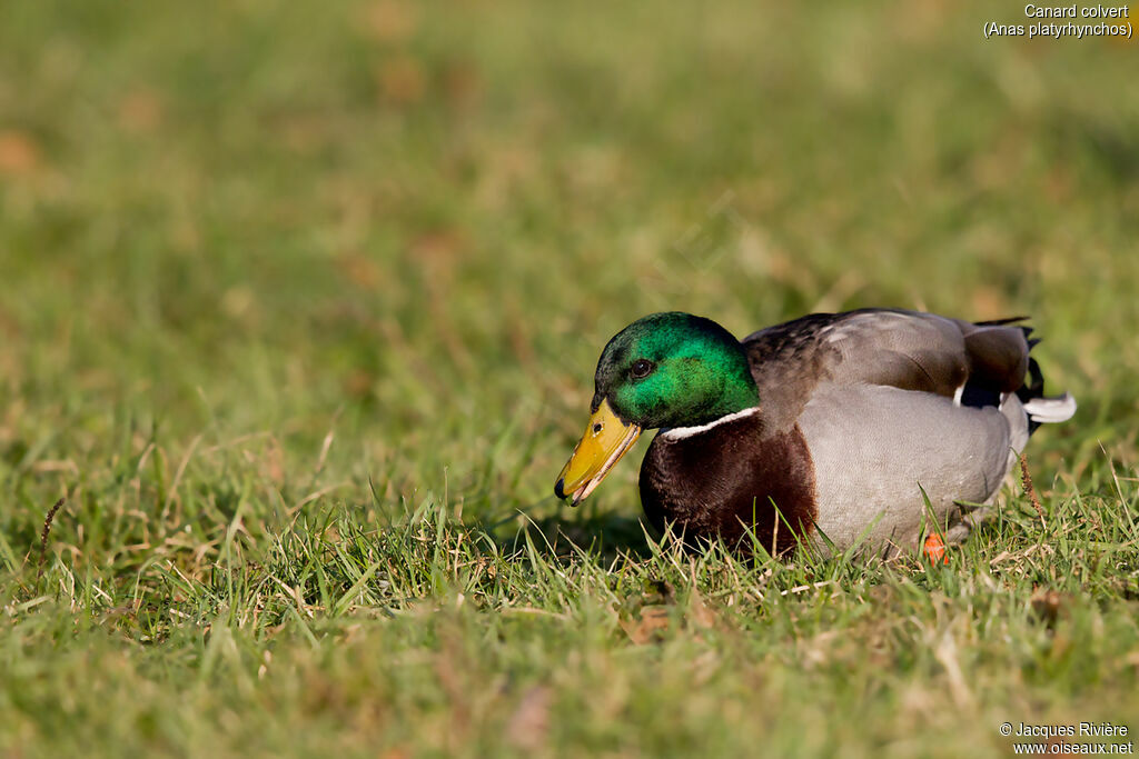 Canard colvert mâle adulte nuptial, marche, mange