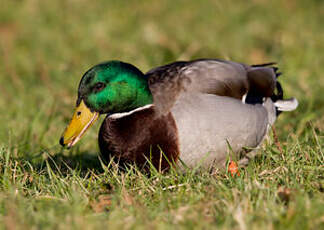 Canard colvert