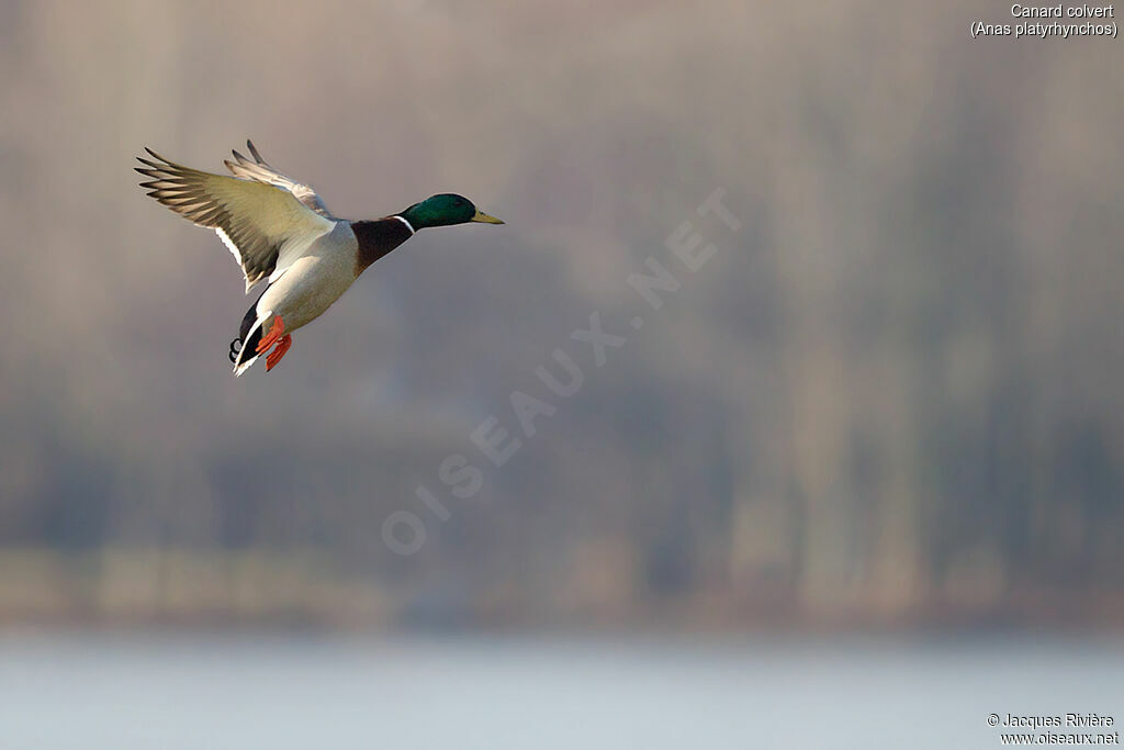 Mallard male adult breeding, Flight