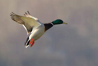 Canard colvert