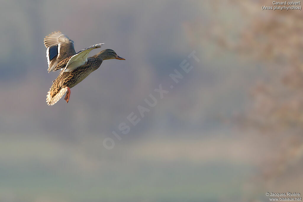 Canard colvert femelle adulte nuptial, Vol