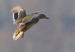 Canard colvert