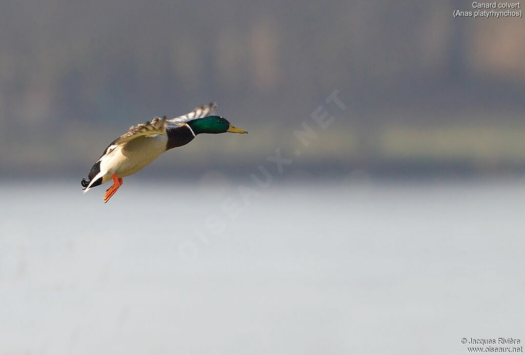 Canard colvert mâle adulte nuptial, Vol