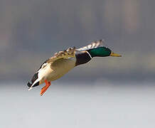 Mallard