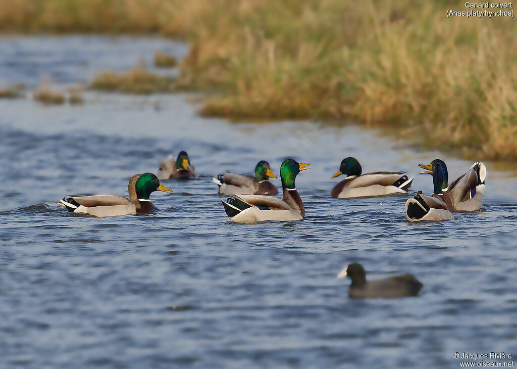 Canard colvertadulte nuptial, parade