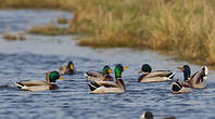 Canard colvert