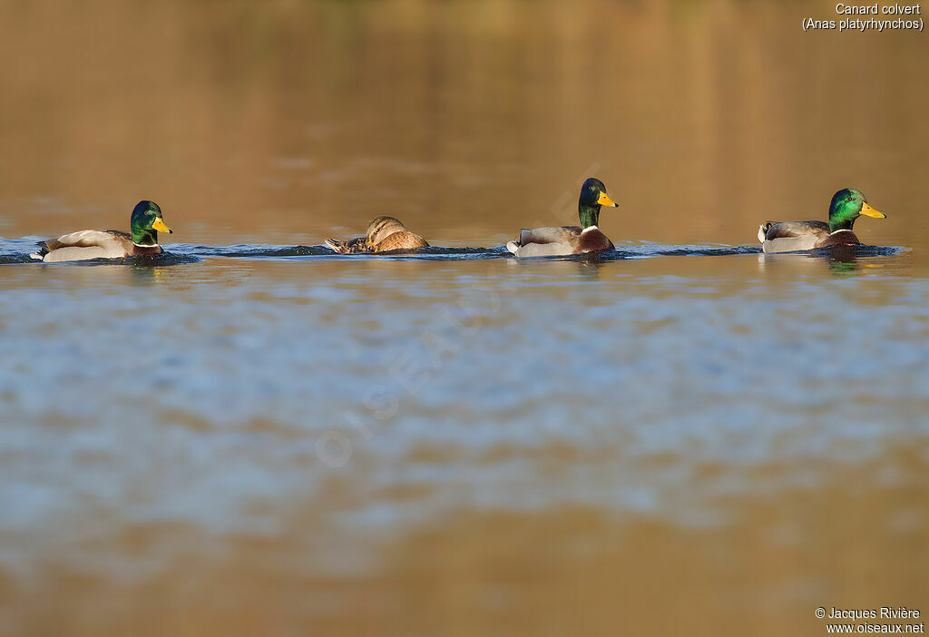 Canard colvertadulte, parade