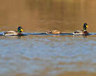 Canard colvert