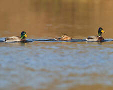 Canard colvert