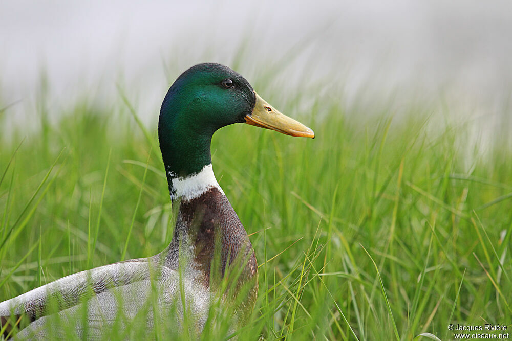 Canard colvert mâle adulte nuptial