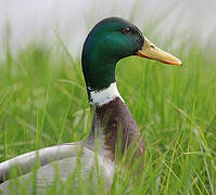 Canard colvert