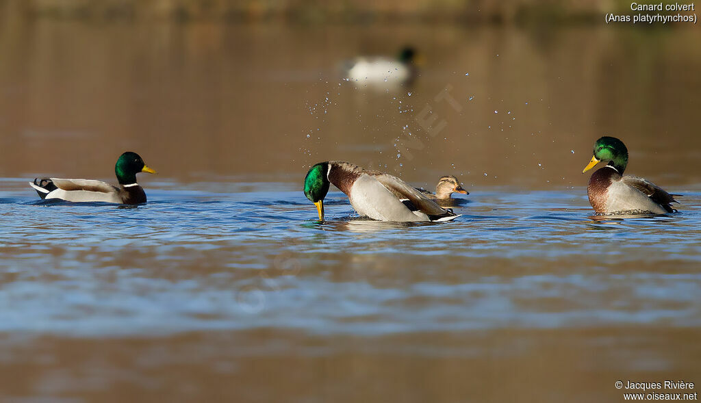 Canard colvertadulte, parade