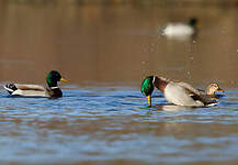 Canard colvert