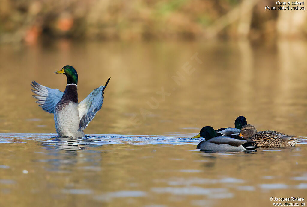 Canard colvertadulte, parade