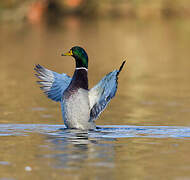 Canard colvert