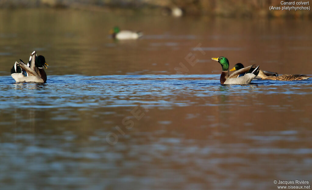 Canard colvertadulte, parade