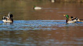 Canard colvert