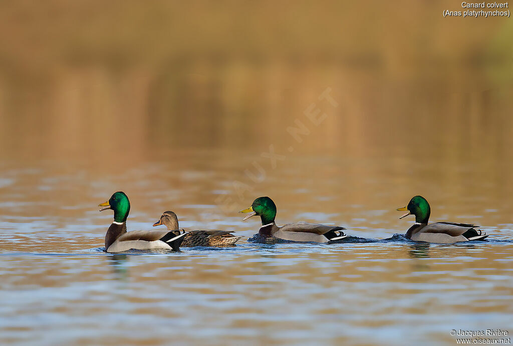 Canard colvertadulte, parade