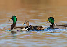 Canard colvert