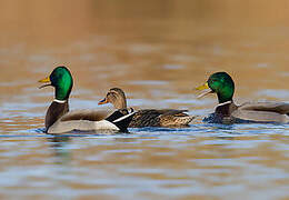 Canard colvert