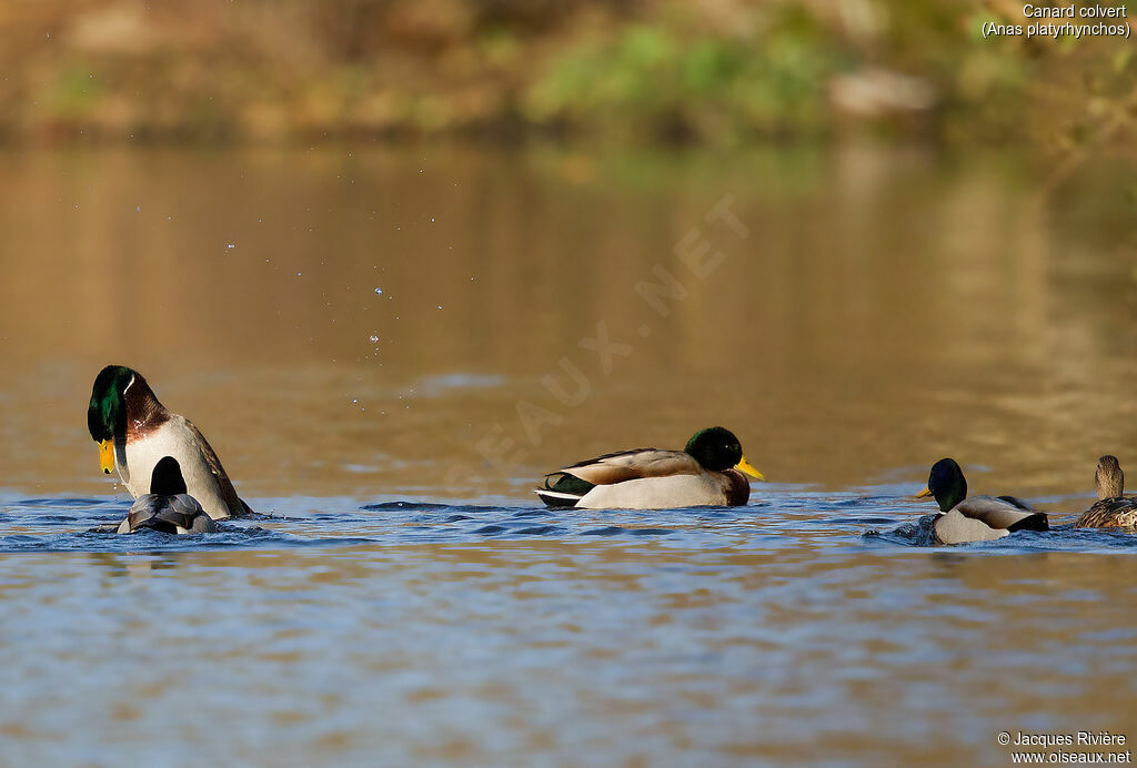 Canard colvertadulte, parade