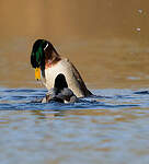 Canard colvert