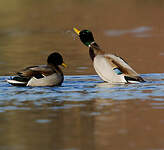 Canard colvert