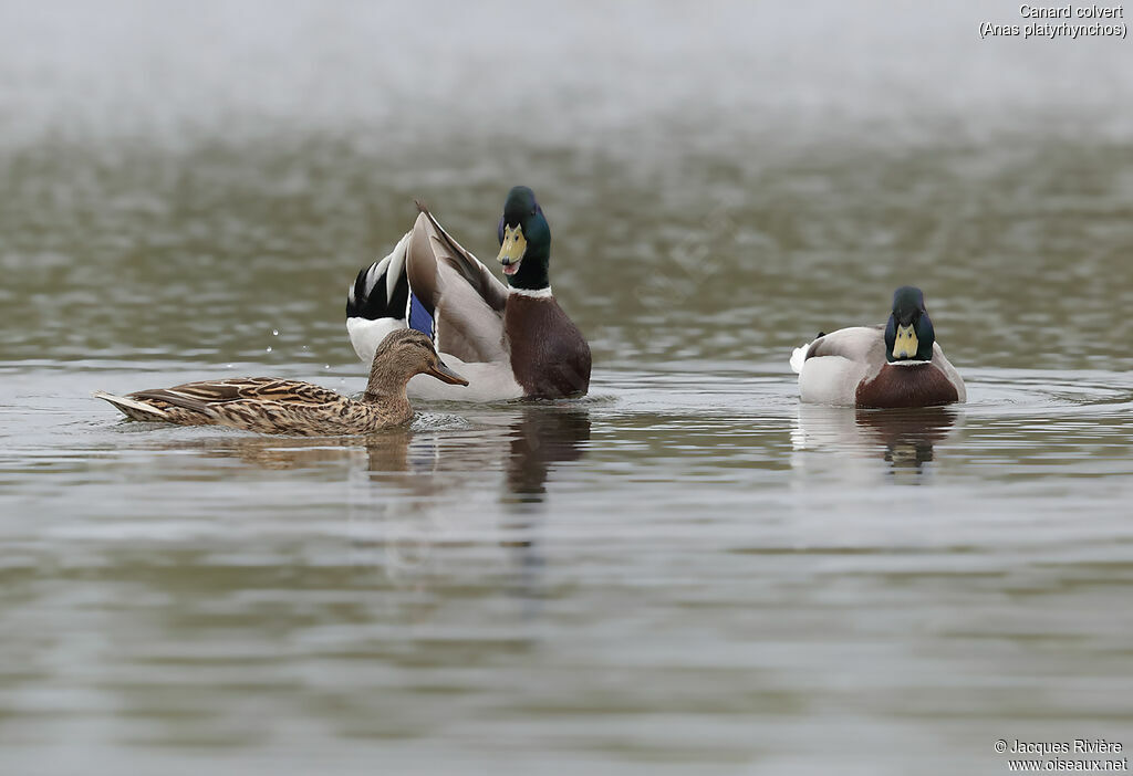 Canard colvertadulte nuptial, parade