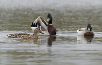 Canard colvert