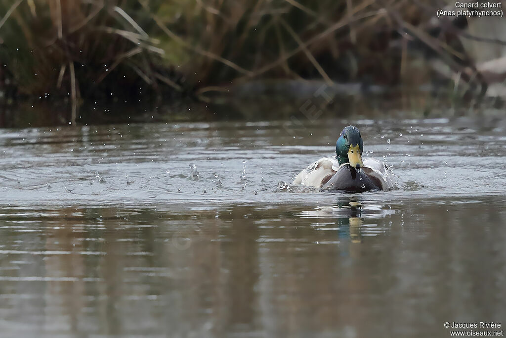 Mallard male adult breeding, identification, care