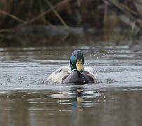 Canard colvert