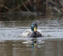 Canard colvert