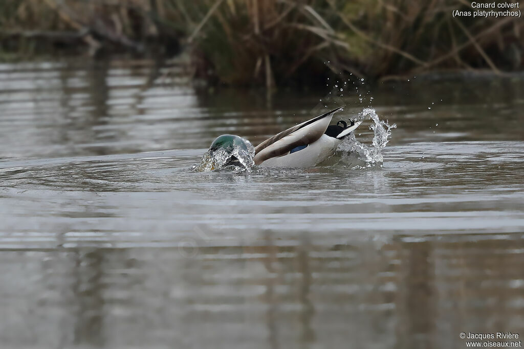 Canard colvert mâle adulte nuptial, identification, soins