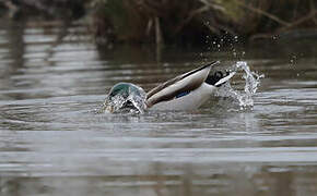 Canard colvert