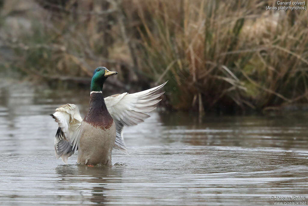 Canard colvert mâle adulte nuptial, identification, soins