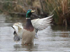 Canard colvert