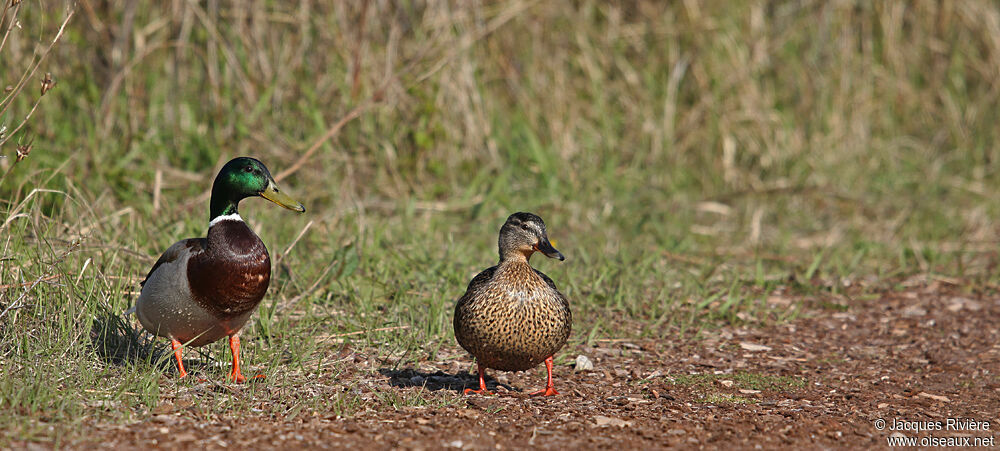 Mallard adult breeding