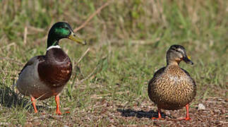 Mallard