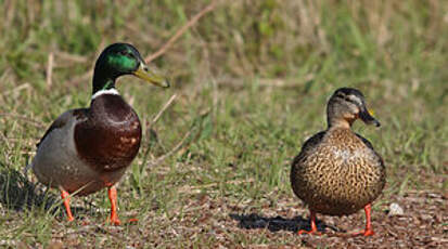 Canard colvert