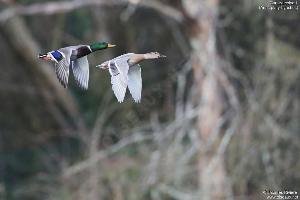 Canard colvertadulte nuptial, Vol