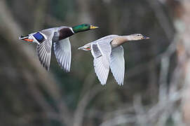 Mallard