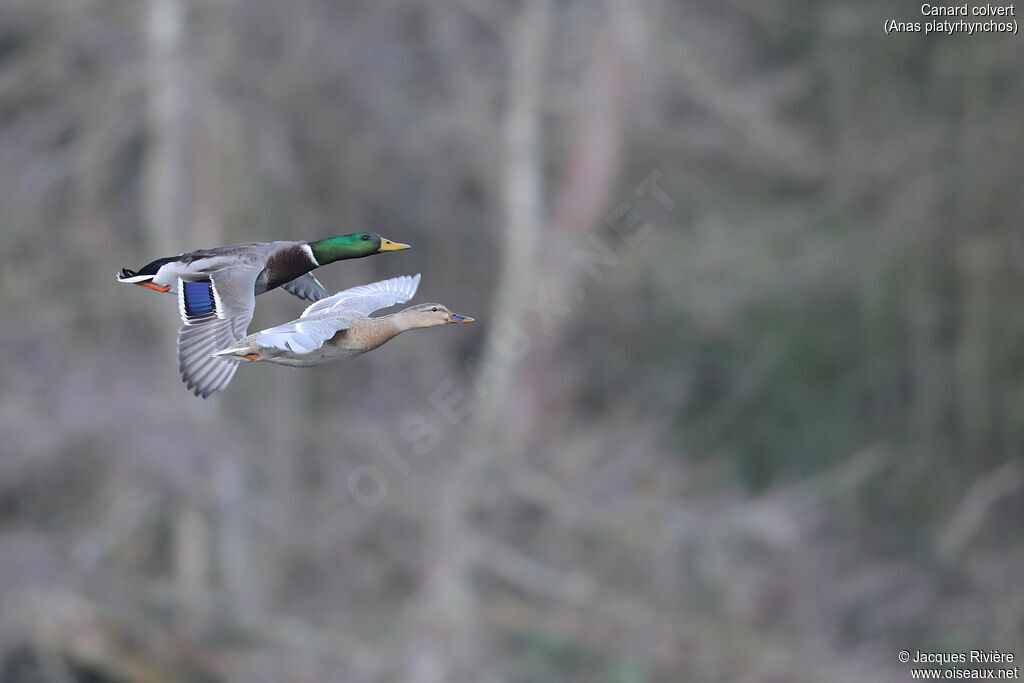 Mallardadult breeding, Flight