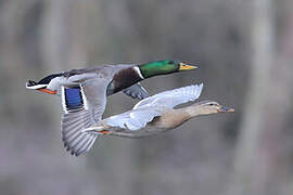 Mallard