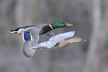 Canard colvert